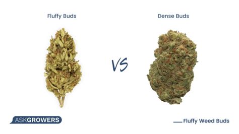 fluffy buds vs dense buds|Avoid airy and loose marijuana buds